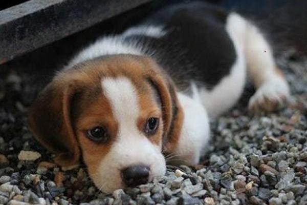 可以用成犬狗粮来喂养幼犬