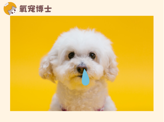泰迪狗感冒了吃什么藥？