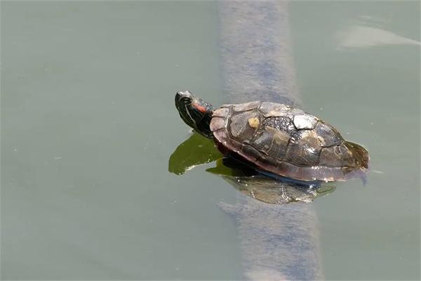 水龟常见的疾病有哪些？