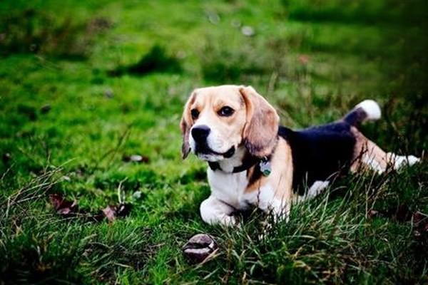 狗狗腹膜炎的症状，犬腹膜炎如何治疗