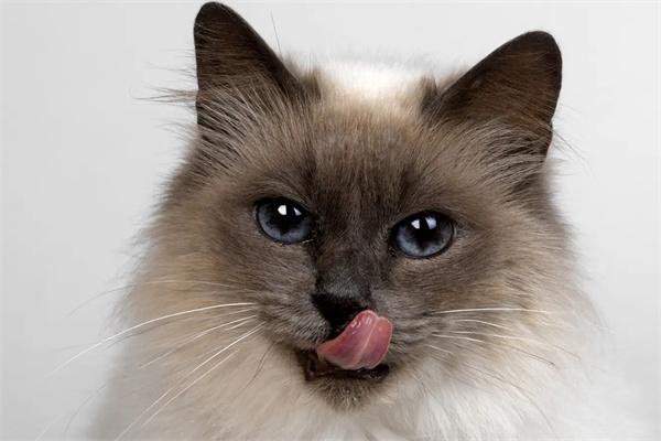 猫咪为什么会得尿毒症？