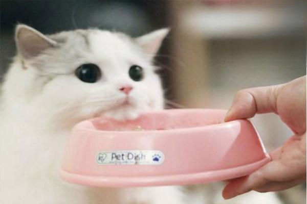猫不吃东西能活几天.jpg