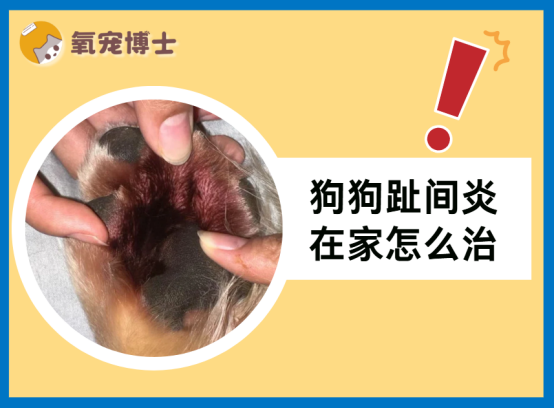 狗狗趾间炎在家怎么治？