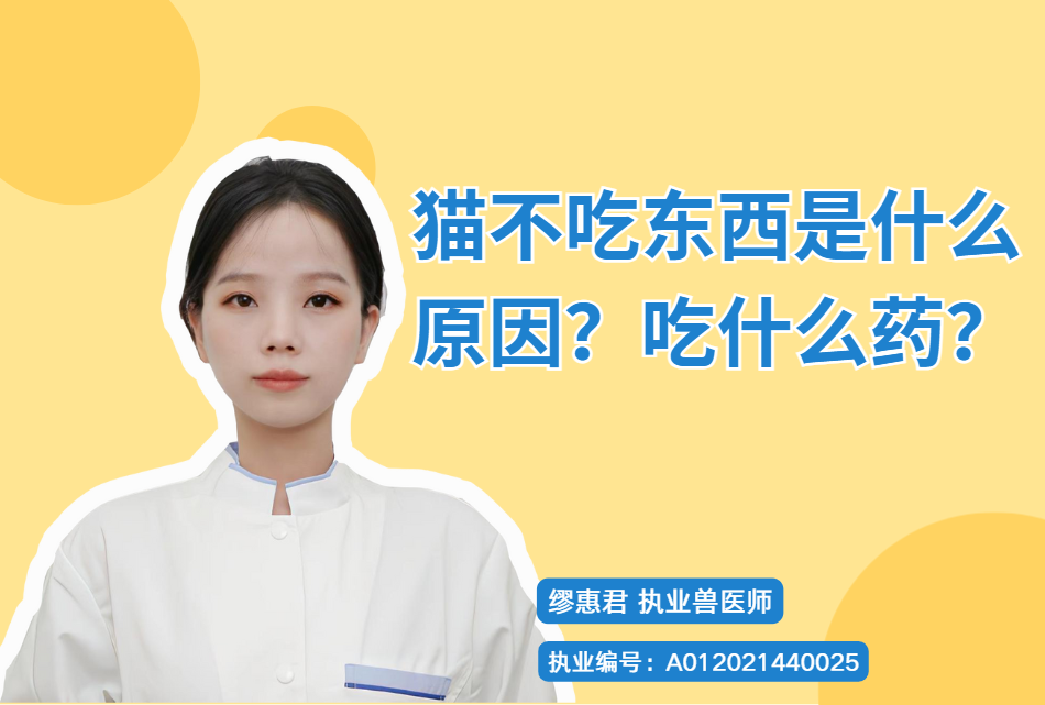 猫不吃东西是什么原因？吃什么药？