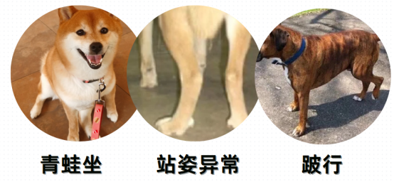 狗狗髋关节疼痛