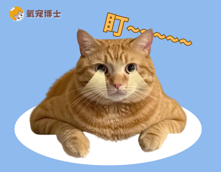 猫咪一直盯着人看是什么意思？