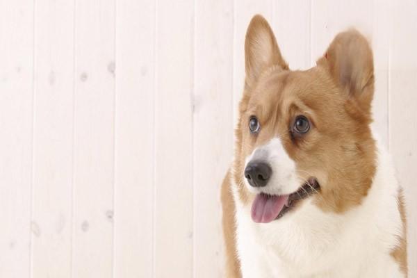 犬嗜酸细胞性肌炎治疗方案