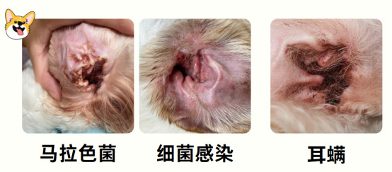 狗狗耳朵里流黄水发臭怎么回事