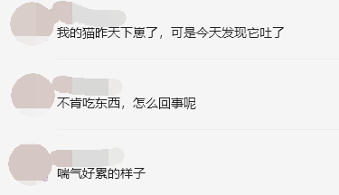 貓咪產後嘔吐怎麼回事