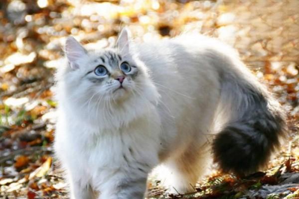 猫白血病会出现什么症状