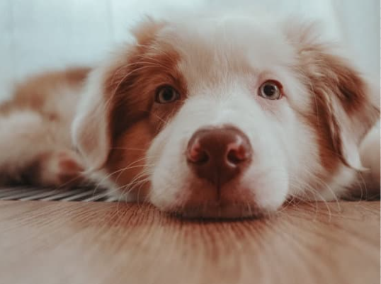 狗狗子宫蓄脓