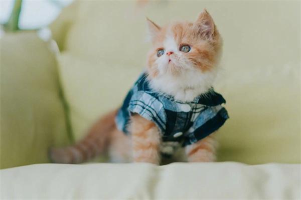 猫咪需要穿衣服吗？