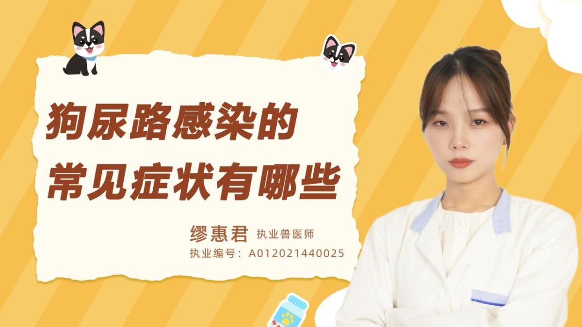 狗尿路感染的常见症状有哪些？