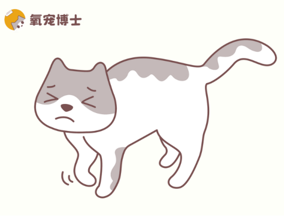 怎么判断猫咪是骨折还是扭伤？快速自查+处理