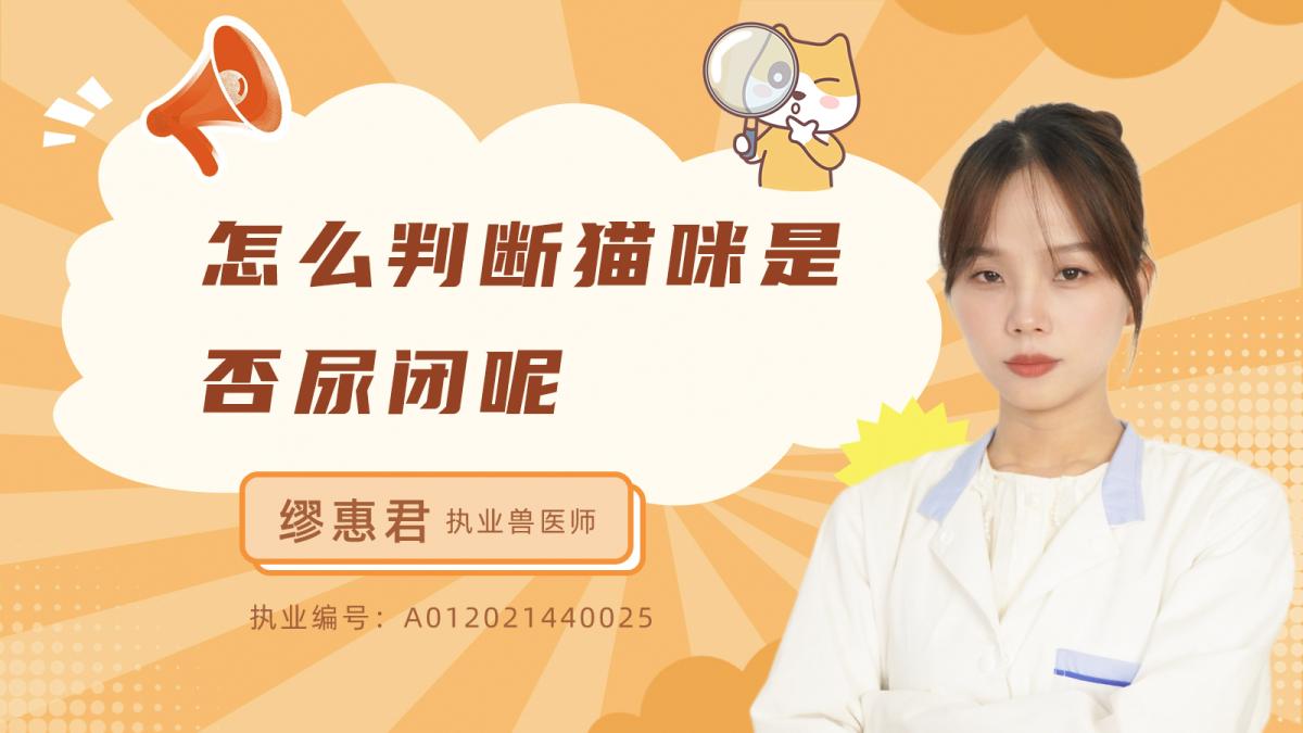 怎麼判斷貓咪是否尿閉呢？