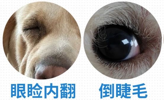 超簡單的狗狗去淚痕方法