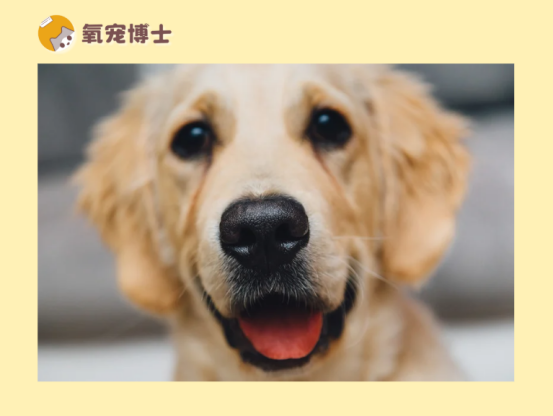 狗狗走路打晃站不稳怎么办？
