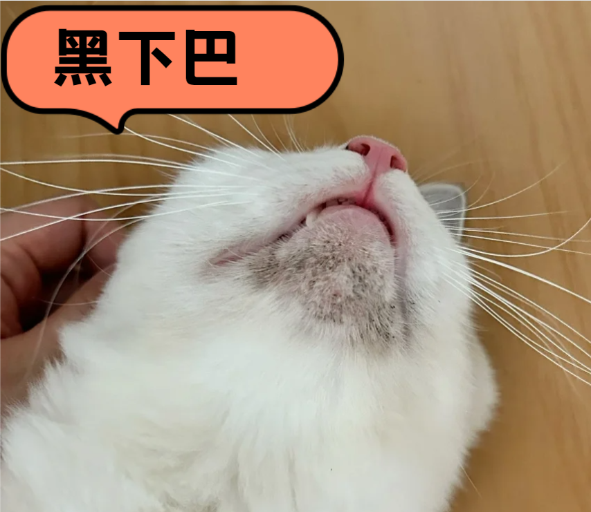 猫咪黑下巴