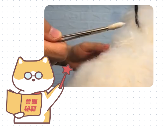 猫咪耳朵流脓怎么清理？