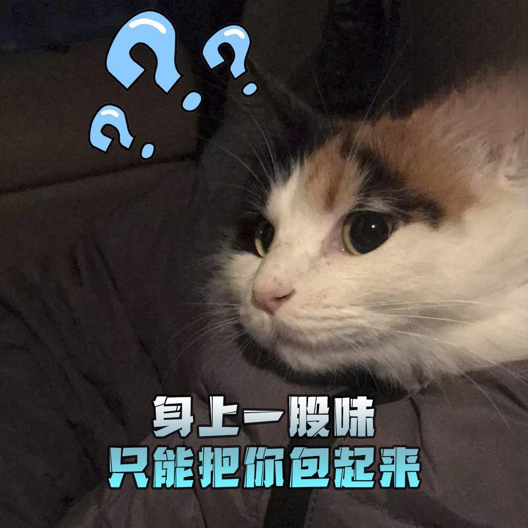 猫咪身上味道大怎么办？