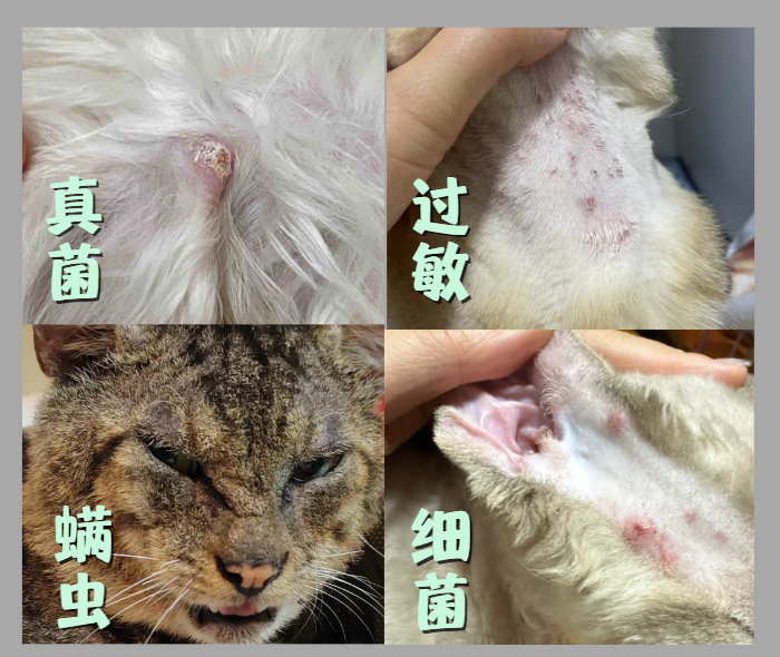 猫咪皮肤上有小疙瘩用什么皮肤喷剂效果好？靠谱品牌实测推荐