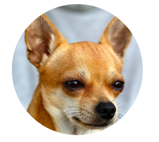 狗狗一直叫怎么办？