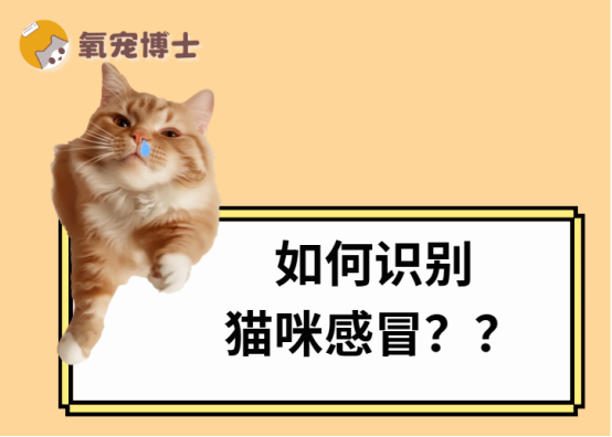 猫咪感冒了的表现是什么？
