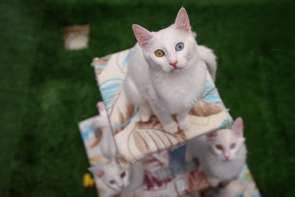 蓝眼白猫都是聋子么