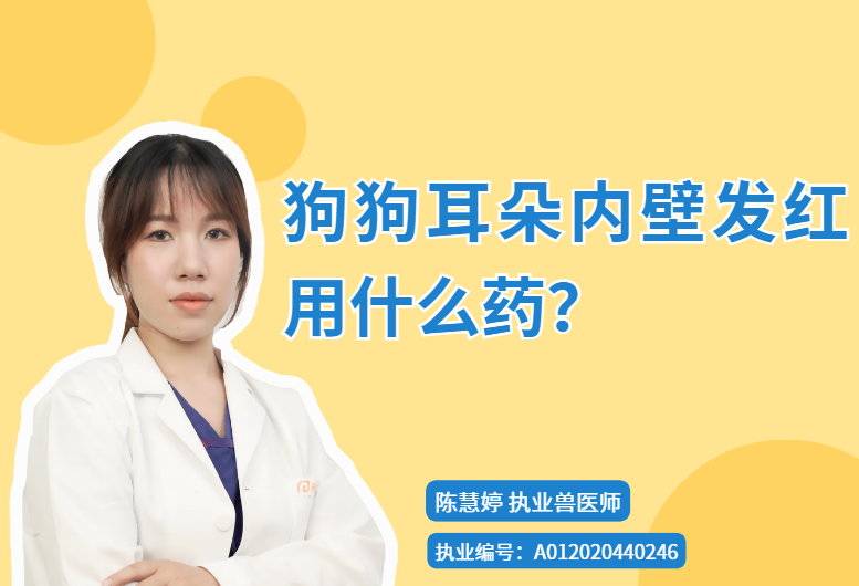 【宠医科普】狗狗耳朵内壁发红用什么药？