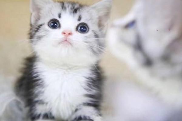 新手养猫，5种罕见的猫疾病