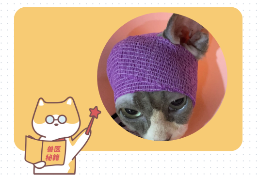 猫咪耳血肿