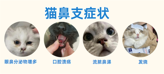 猫鼻支是什么症状