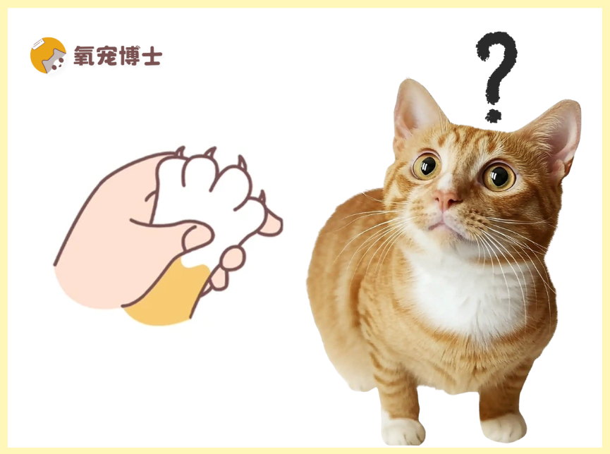 猫咪多长时间剪一次指甲？