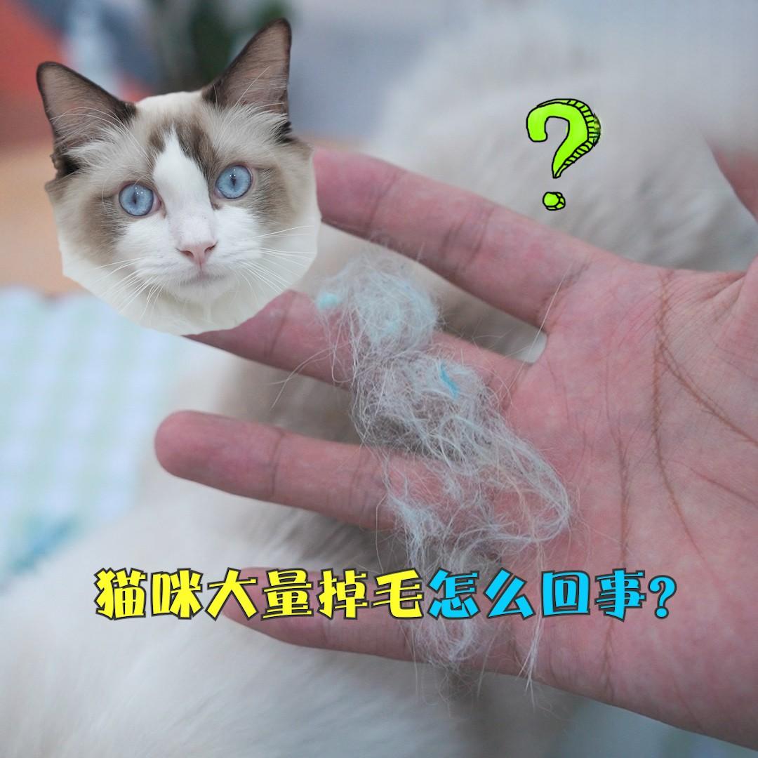 猫咪大量掉毛怎么回事？