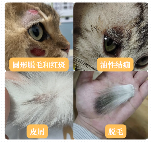 猫咪得了猫癣有什么症状