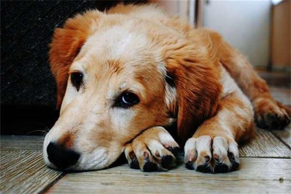 狗狗产后恶露要排多久？