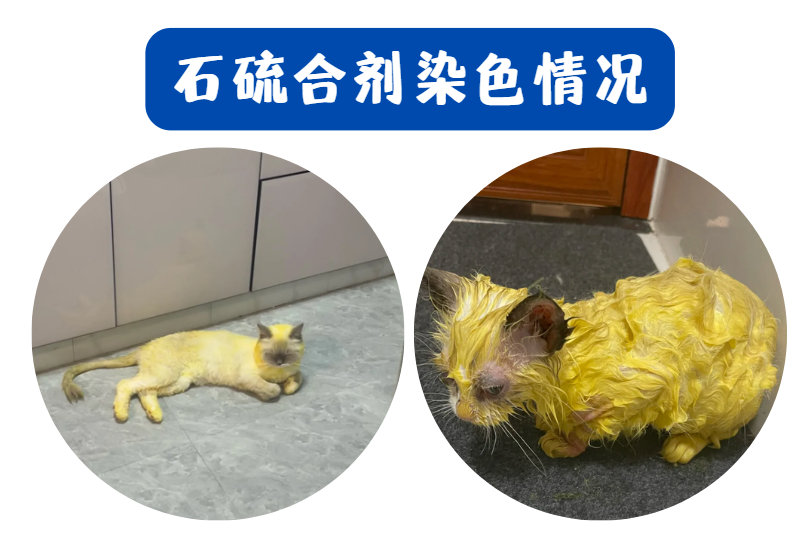 猫咪感染猫癣用什么药