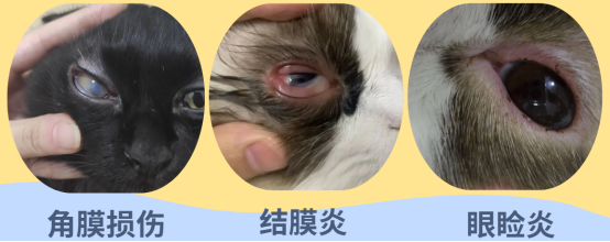 小猫的眼睛流眼泪是怎么办？