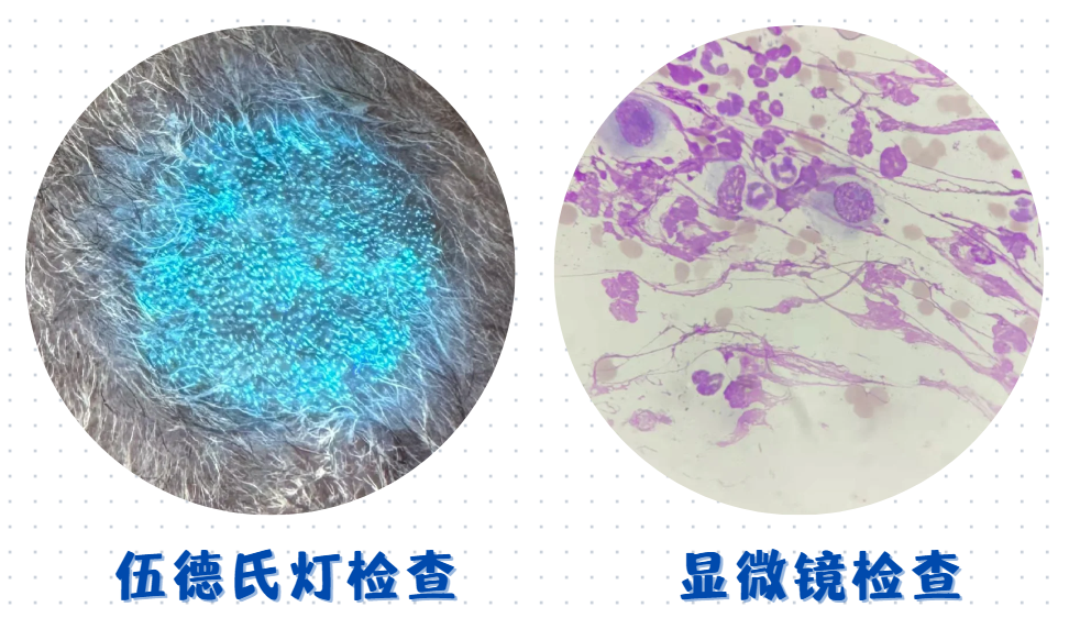 猫癣怎么诊断？