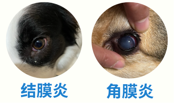狗狗眼睛分泌物变多