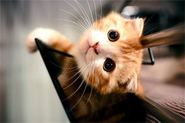 猫咪尿道堵塞的病因及治疗方法