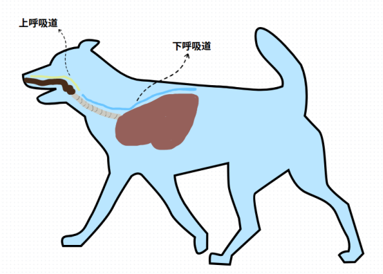 狗狗感冒一直喘气呼吸急促吃什么药?