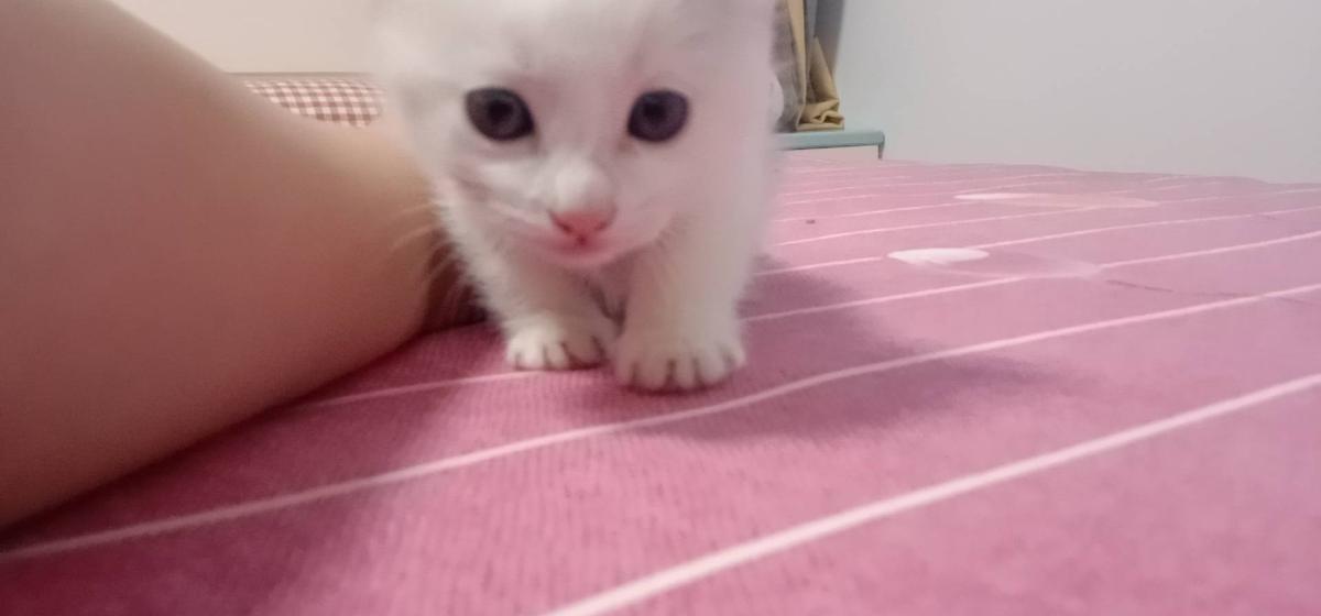 小猫