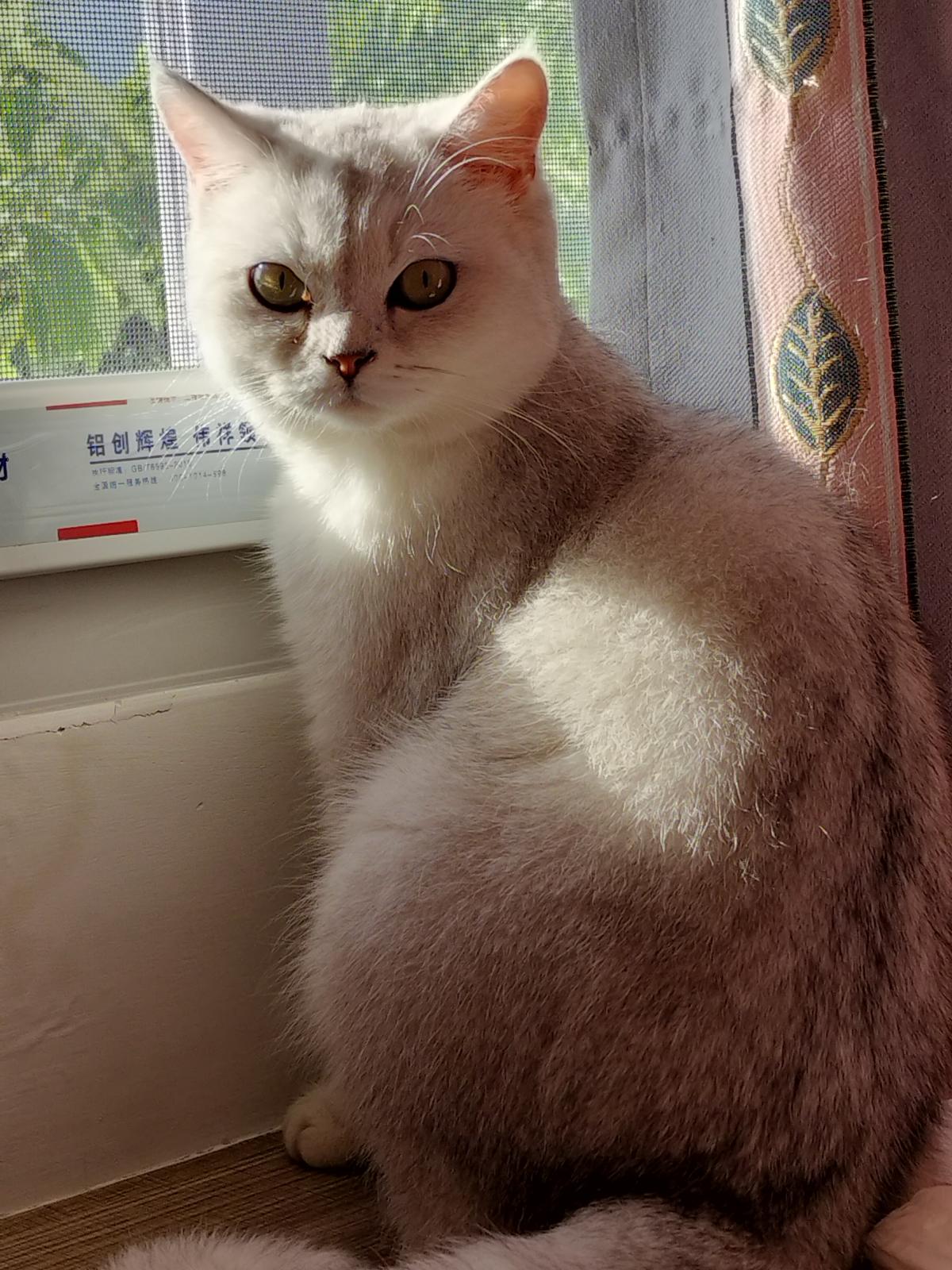 猫咪小美女