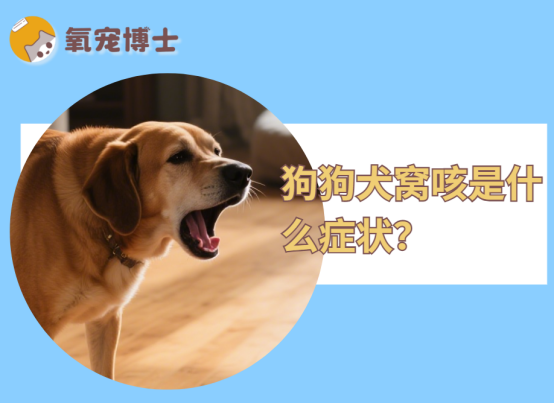 狗狗犬窝咳是什么症状？早发现早治疗！