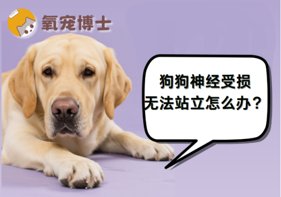 狗狗神经受损无法站立怎么办？