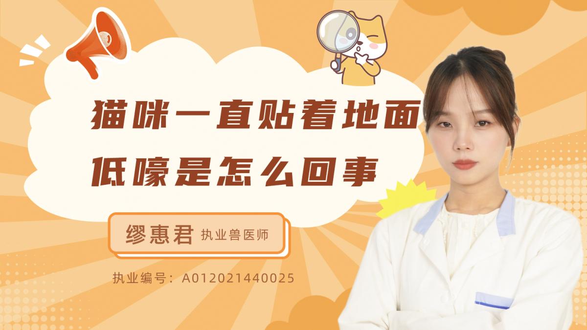 猫咪一直贴着地面低嚎是怎么回事呢？