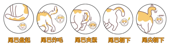 猫咪尾巴语言