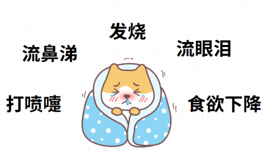貓咪呼吸道感染怎麼辦？