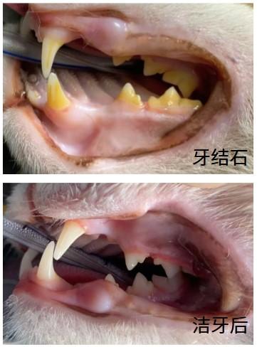 省心省錢，快速緩解貓咪口炎的幾個(gè)實(shí)用小竅門！